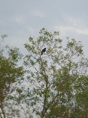 Corvus macrorhynchos