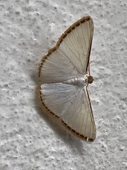 Leuciris