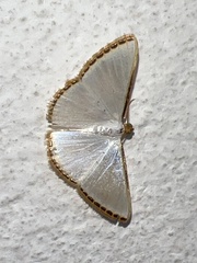 Leuciris