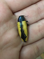 Buprestis viridisuturalis