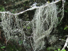 Ramalina usnea