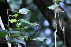 Limenitidinae