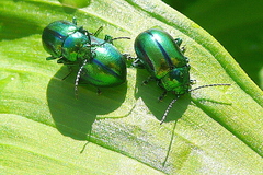 Oreina gloriosa