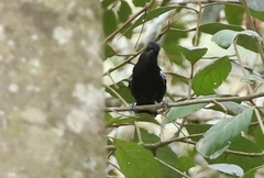 Thamnophilus caerulescens