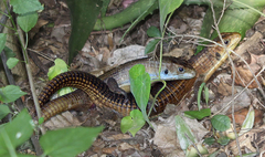 Broadleysaurus major