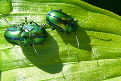 Oreina gloriosa