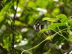 Phaedyma shepherdi