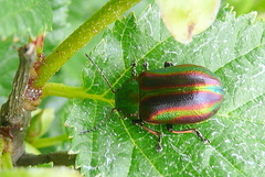 Oreina speciosa