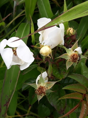 Rosa maximowicziana