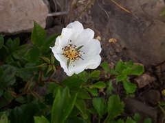 Rosa maximowicziana