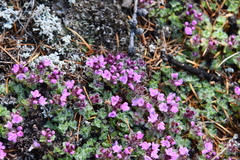 Thymus extremus
