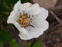 Rosa maximowicziana