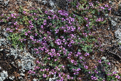 Thymus extremus