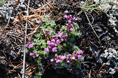Thymus extremus