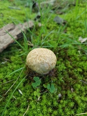 Gyroporus