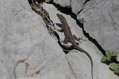 Anatololacerta ibrahimi