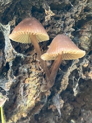 Mycena leptocephala