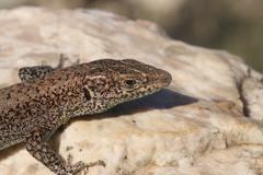 Anatololacerta ibrahimi
