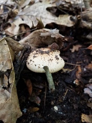 Echinoderma