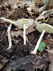 Echinoderma