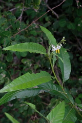Solanum bahamense