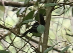 Thamnophilus caerulescens