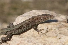Anatololacerta ibrahimi