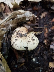Echinoderma