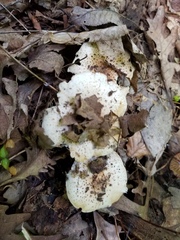 Echinoderma