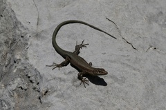 Anatololacerta ibrahimi