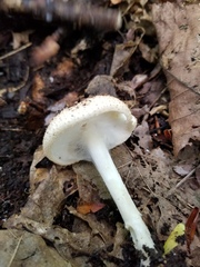 Echinoderma