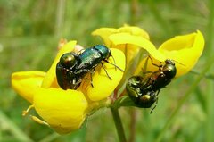 Cryptocephalus sericeus