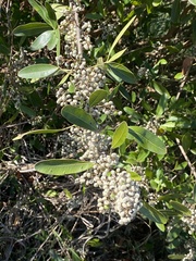 Lithraea brasiliensis