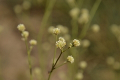 Pfaffia glomerata