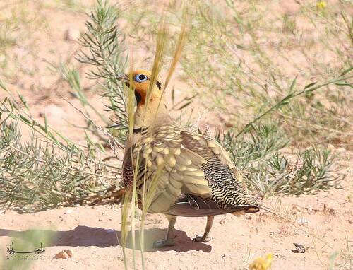 Pin-tailed Sandgrouse