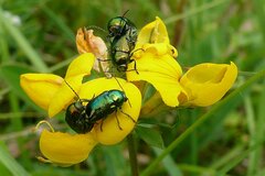 Cryptocephalus sericeus