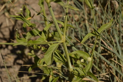 Pfaffia glomerata