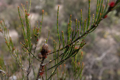 Allocasuarina paludosa