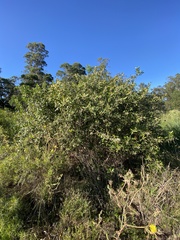 Lithraea brasiliensis