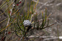 Allocasuarina paludosa