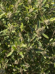 Lithraea brasiliensis