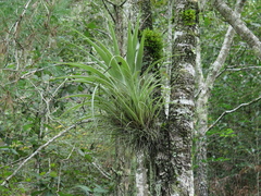 Tillandsia parryi