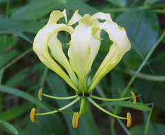 Gloriosa
