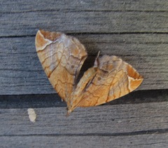 Eulithis achatinellaria