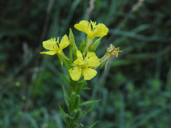 Oenothera oakesiana