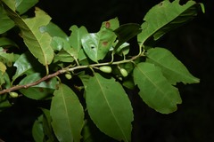 Symplocos martinicensis