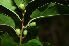 Symplocos martinicensis