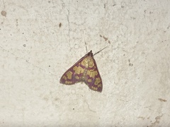 Stenochora lancinalis