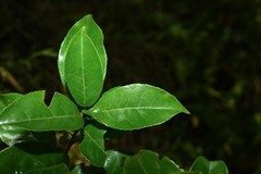 Symplocos martinicensis