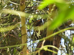 Charaxes sempronius